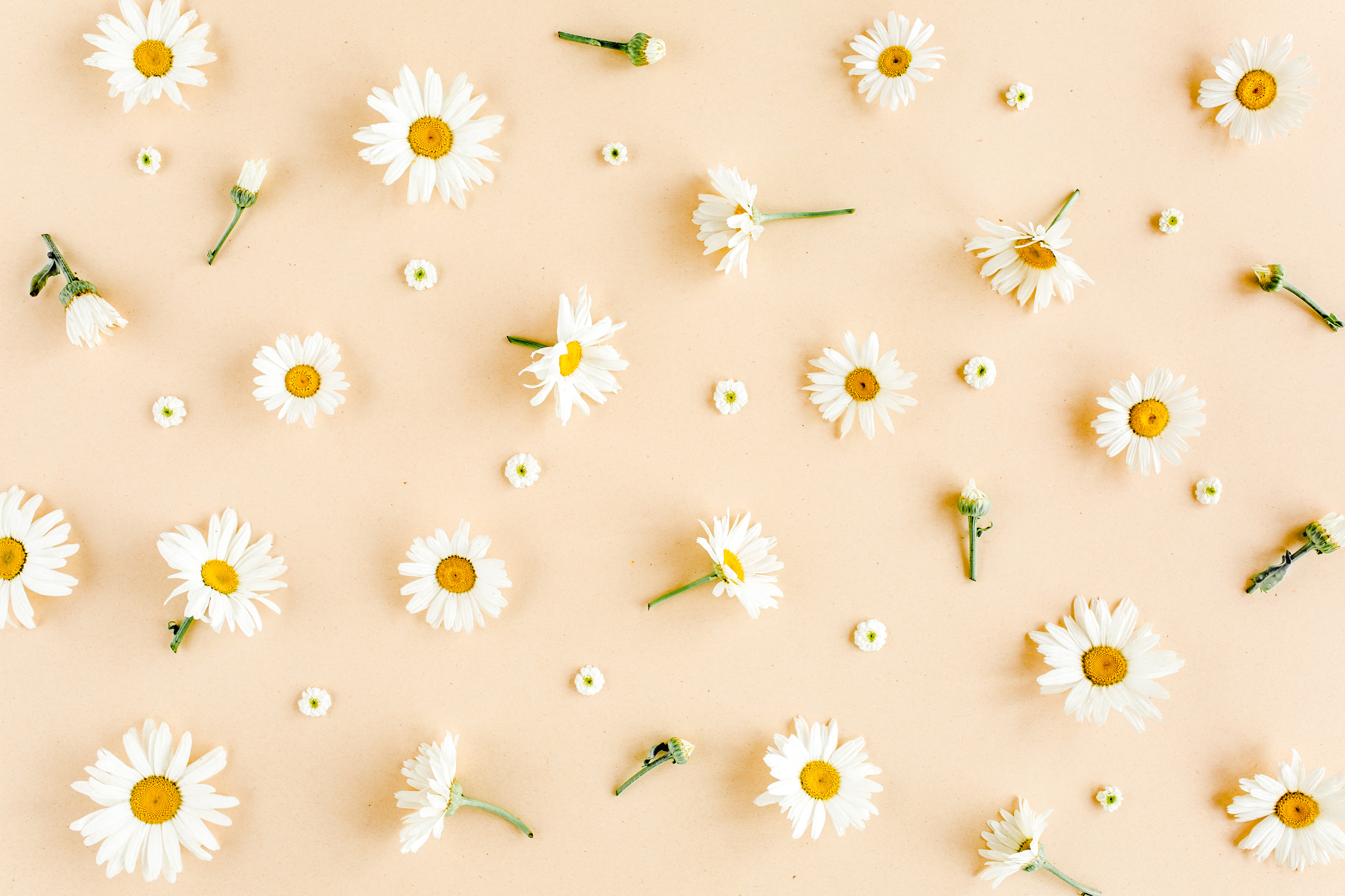 Daisies Flatlay