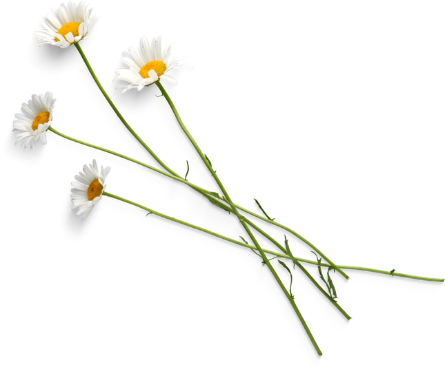 Isolated Cutout PNG